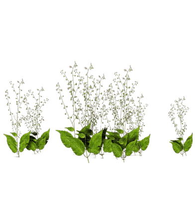 plants katrin - zdarma png