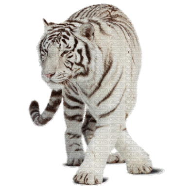 white tiger bp - Gratis animeret GIF