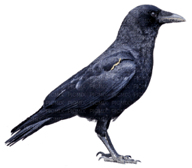 Kaz_Creations Bird Crow - png ฟรี