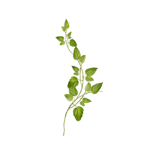 kikkapink deco scrap branch green - ilmainen png