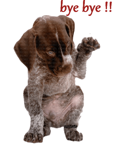 Собака - Безплатен анимиран GIF