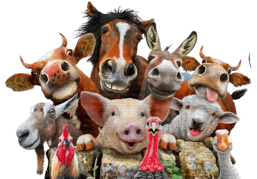Farm ,animal ,Smile - ingyenes png