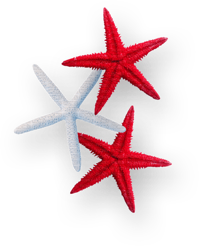 Starfish.Red.White - PNG gratuit