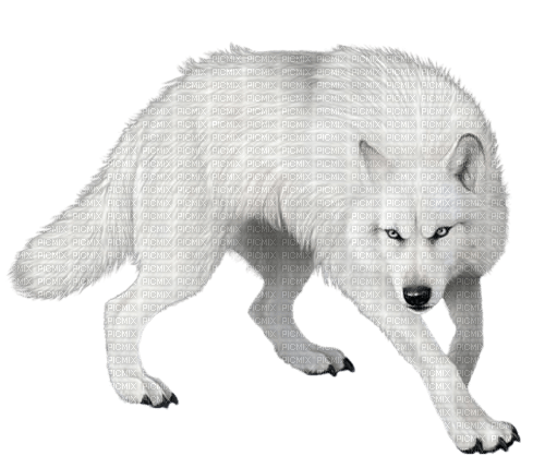 Wolf.Loup blanc.Lobo.Victoriabea - безплатен png
