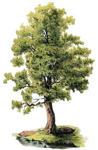 arbre - nemokama png