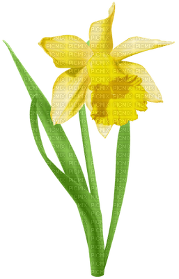 Flowers yellow bp - ingyenes png