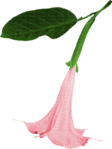 Una flor Azucena - PNG gratuit