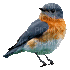 Bird winter - GIF animasi gratis