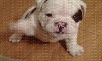 chien bulldog - Nemokamas animacinis gif
