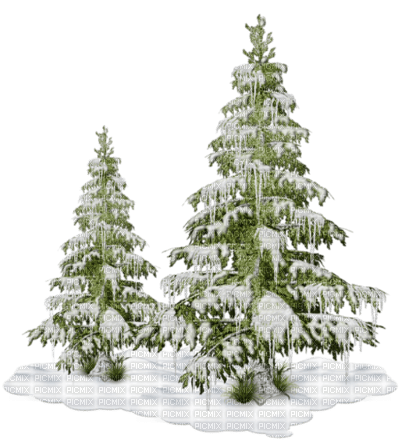 sapins hiver - ilmainen png