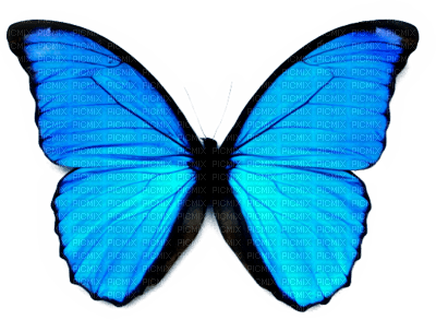 Kaz_Creations Deco Butterflies Butterfly Colours - kostenlos png
