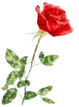 red rose - Ingyenes animált GIF