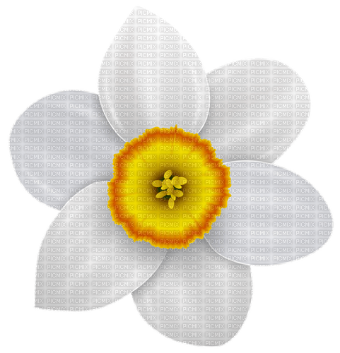 daffodil Bb2 - ingyenes png