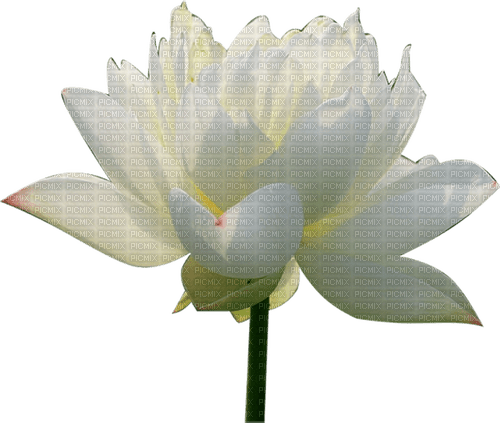 Lotus - ingyenes png