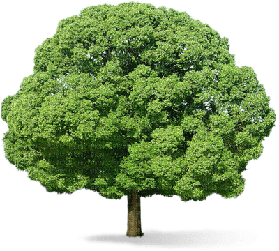tree baum bush busch - gratis png