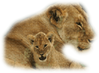 lion - Free PNG