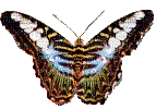papillon HD - Gratis geanimeerde GIF