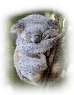 Australia animals koala bp - ingyenes png