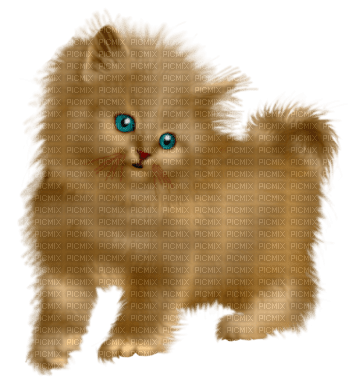 Kitten - nemokama png