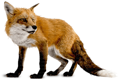 fox bp - gratis png