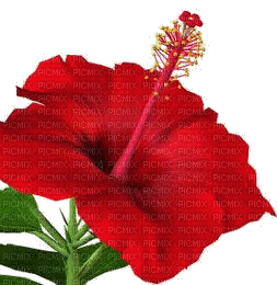 hibiscus rouge - Gratis geanimeerde GIF