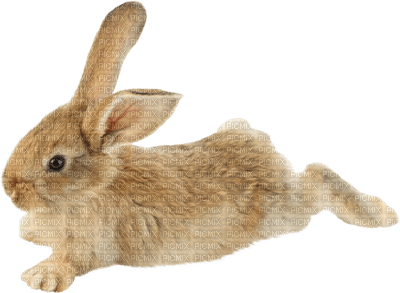 bunny-rabbit-animal-deco-minou52 - ilmainen png