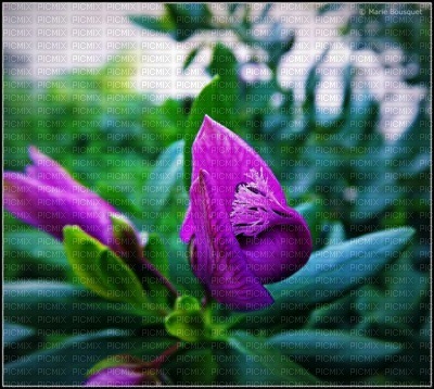 fleur mauve - darmowe png