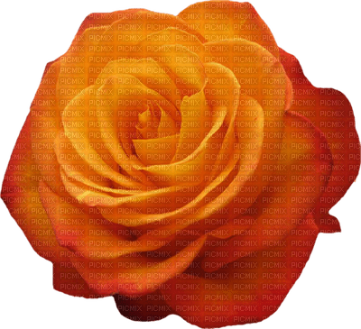 Kaz_Creations Flowers Flower - PNG gratuit
