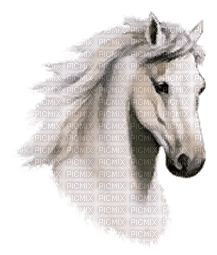 Horse - безплатен png