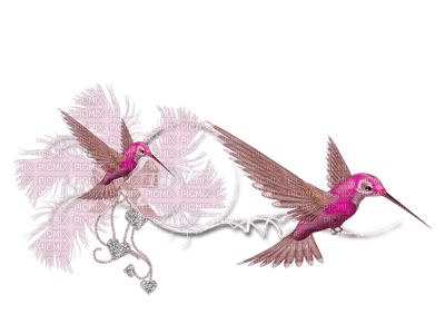Hummingbird bp - PNG gratuit