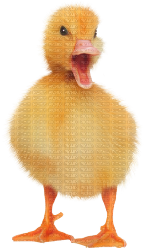 Duck.Yellow.Orange - zdarma png
