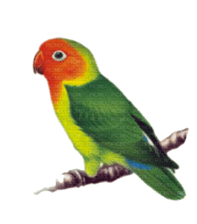 parrot katrin - zdarma png