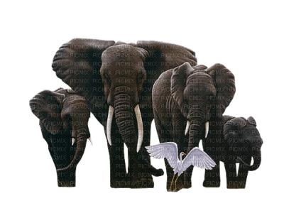 aze elephant - PNG gratuit