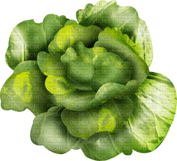 cabbage Bb2 - Free PNG