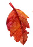nbl-leaf - kostenlos png