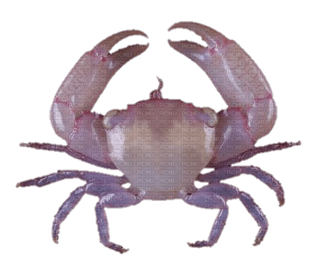 pink crab - zadarmo png