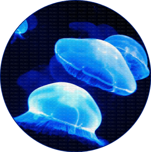 jellyfish Bb2 - ingyenes png