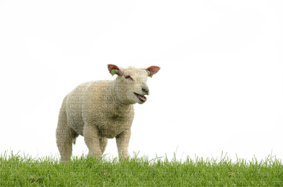 lammas, sheep - bezmaksas png