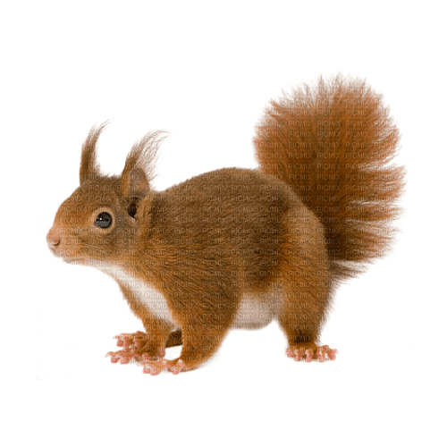 kikkapink deco scrap squirrel - PNG gratuit
