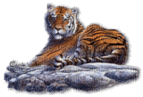 Tiger--NitsaPap - Free animated GIF