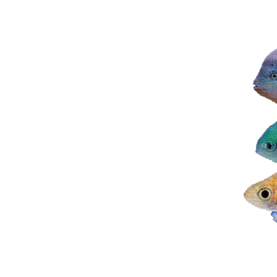 fish bp - Бесплатный анимированный гифка