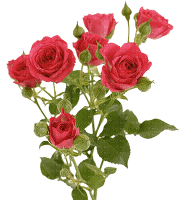 Roses - PNG gratuit
