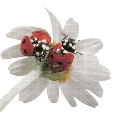 coccinelle.Cheyenne63 - Free PNG