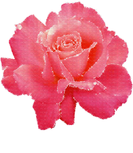Pink.Rose.glitter.Victoriabea - GIF animé gratuit