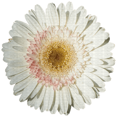 Kaz_Creations Deco Flower Colours - ücretsiz png
