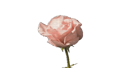 fleur  HD - Gratis animerad GIF