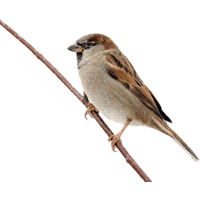 sparrow - zdarma png