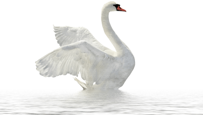 Kaz_Creations Swans Swan Birds - bezmaksas png