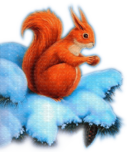 Rena Eichhörnchen Squirrel Tier Animal Winter - png gratuito