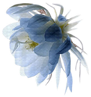 Kaz_Creations Deco Flower Flowers Colours - kostenlos png